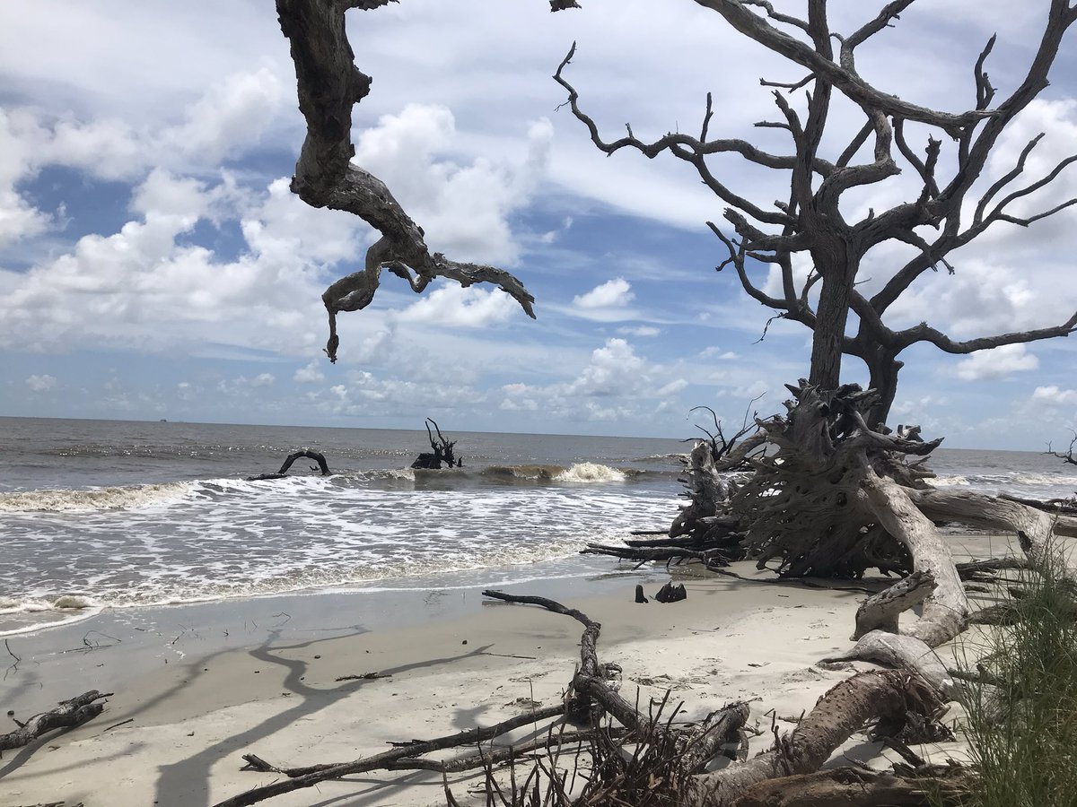 susbry97's tweet photo. Dreaming of this past weekend at Driftwood Beach on Jekyll Island. I miss travel! https://t.co/RFBNRvjdGz