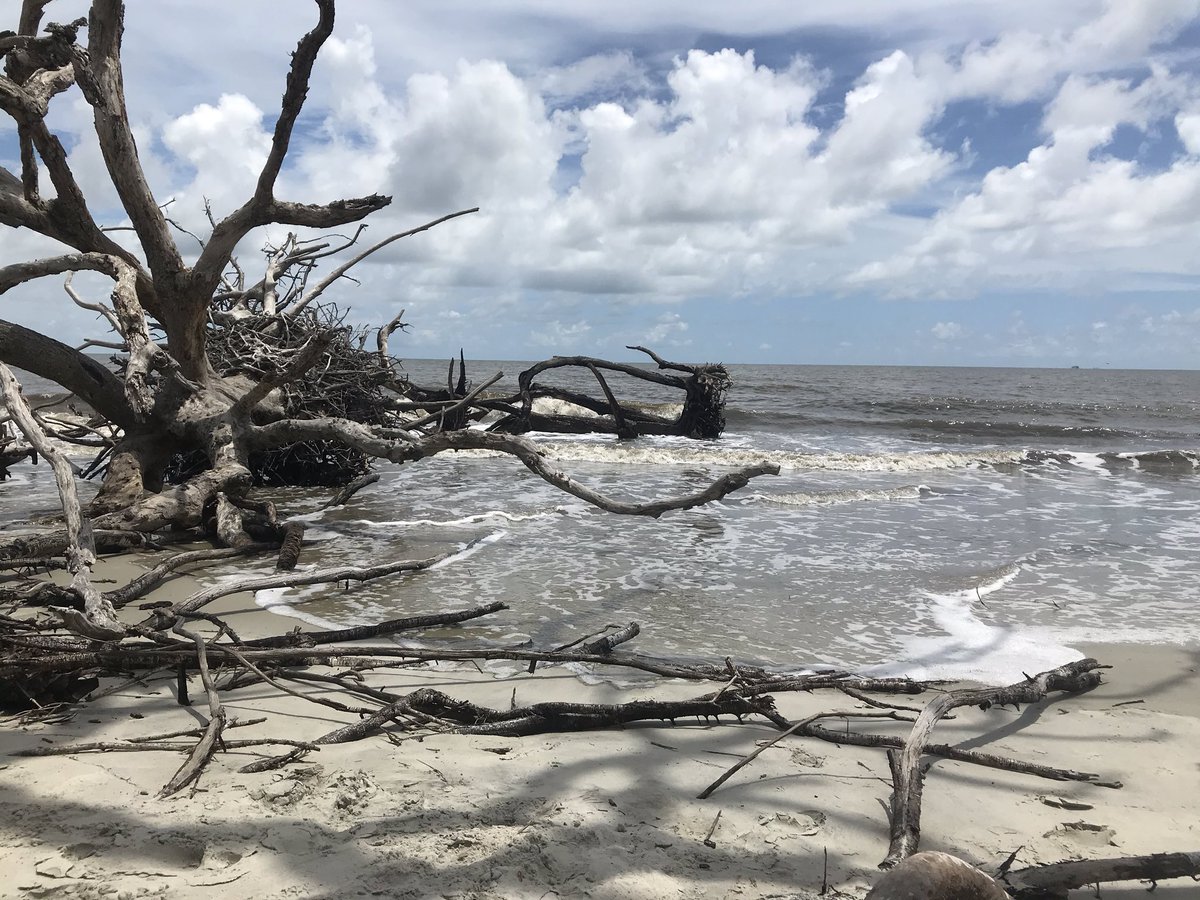 susbry97's tweet photo. Dreaming of this past weekend at Driftwood Beach on Jekyll Island. I miss travel! https://t.co/RFBNRvjdGz