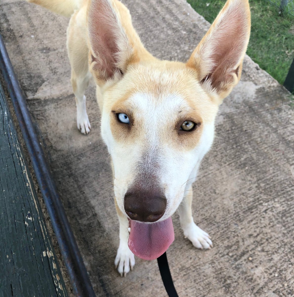austinpetsalive's tweet photo. Tahoe is a gorgeous husky/lab mix looking for her perfect match. Could it be you? https://t.co/tWGHafpH6B #adoptdontshop https://t.co/UKIRWsQ2WX