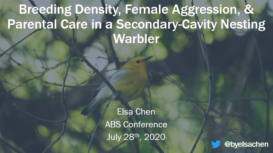 byelsachen's tweet photo. I had an awesome time at #ABS2014 as an undergrad, and I’m excited that I can share part of my master’s thesis on female aggression at #ABS2020 during the Agonism session (Tomorrow 9 - 11am). I won’t be at the Q&A, but send any ?s through the conference portal/Twitter/e-mail! https://t.co/Aav9U7FfZf
