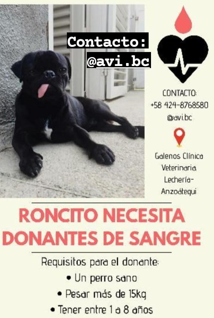 FAPRANIANZ's tweet photo. #Roncito necesita donantes de sangre, de 15kgs o mas, de buena salud, inf al nro publicado en el cartel. #Lecheria #Barcelona #PtoLaCruz #Anzoategui #ServicioPublico #27Julio #Difundir https://t.co/cVHaZJJ5Fy