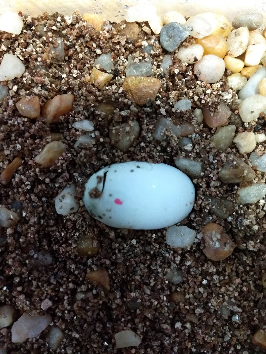 Since the others started hatching I've been keeping an eye on this one - the only intact egg I was able to recover from a painted turtle who was crushed on the road. And, sure enough, this happened two hours ago.NYS lic  #wildliferehab