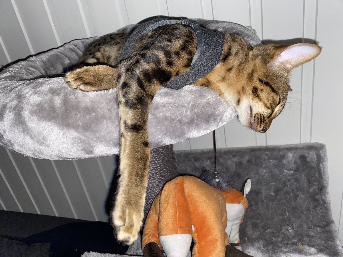 evraelthecat's tweet photo. I’m too sleepy after so much socialising, I went out cold with my new harness on...

Myowmy had to wake me up to take it off mew. I kept pawing at her as she did. 

Shall I join hur in bed or just stay here..?

#CatsOfTwitter #savannahcat #explorercat https://t.co/WS7VPkgGIo