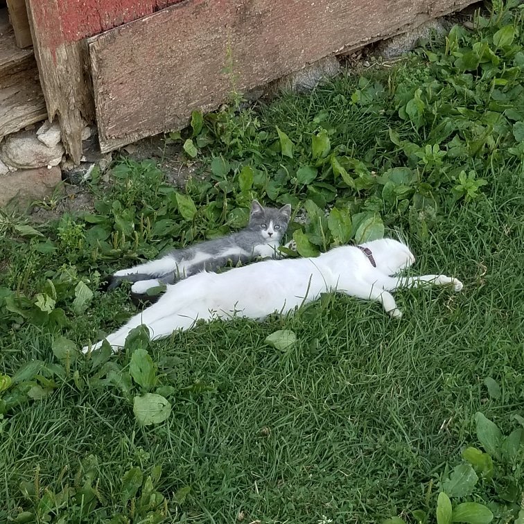 GoSIRC's tweet image. Even the cats are having a #lazymonday. #BackYardBarnYard #GoSIRC