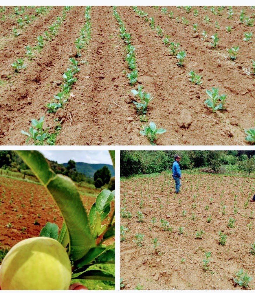 SpiigaSc's tweet photo. Cultivo de haba en sistema #MIAF una alternativa para la rotación de cultivos en climas templados (2700msnm). Epitacio Huerta, Mich. #LaAgriculturaSigue https://t.co/hOQ95DGKvt