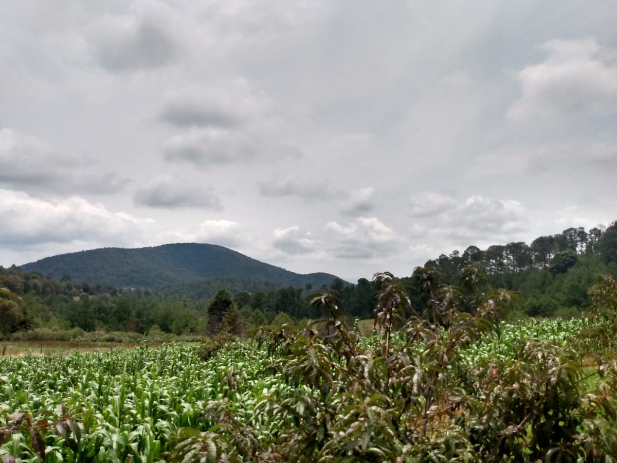 SpiigaSc's tweet photo. Cultivo de haba en sistema #MIAF una alternativa para la rotación de cultivos en climas templados (2700msnm). Epitacio Huerta, Mich. #LaAgriculturaSigue https://t.co/hOQ95DGKvt