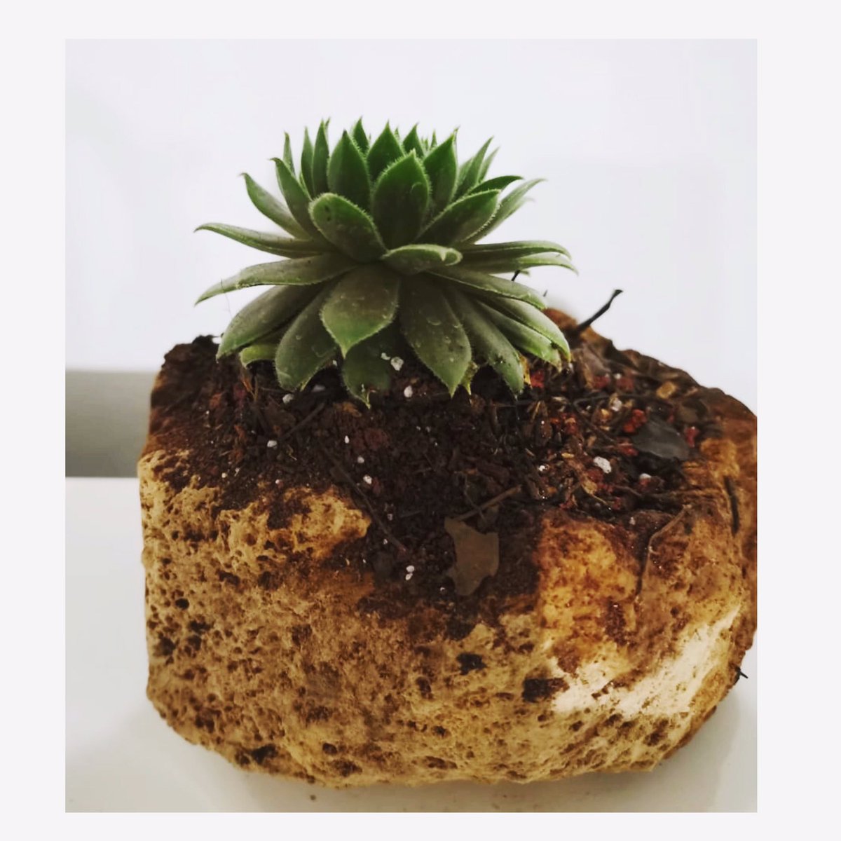 IdealPlanta's tweet photo. Los invitamos a seguirnos en nuestra página de Instagram, nos encuentran como 
@ TuPlantaIdeal 💚🌱 https://t.co/lyZWM7nwY8
