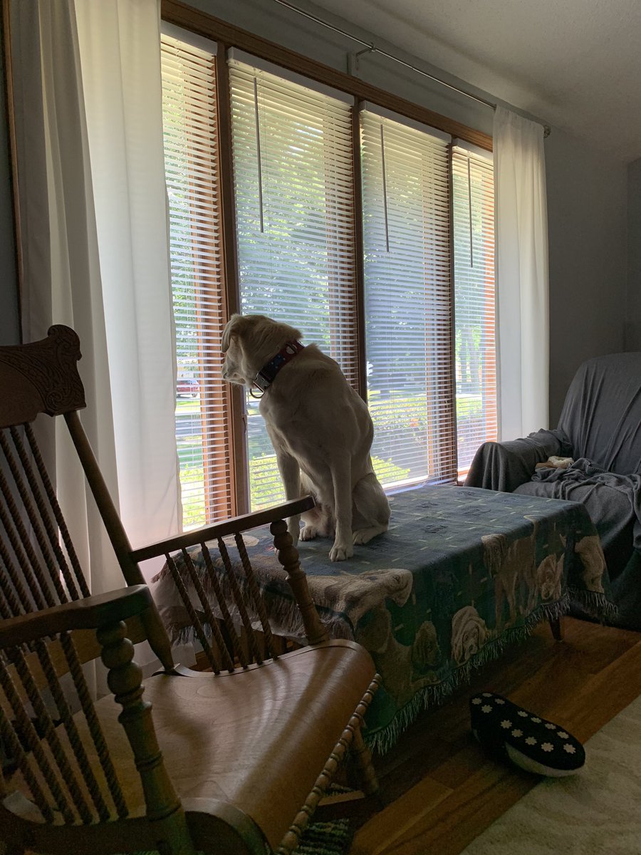 annemkohl's tweet photo. @dog_feelings Ladybugs bring good luck, even up your nose! I am watching for some now... https://t.co/xPhlHVa6V8
