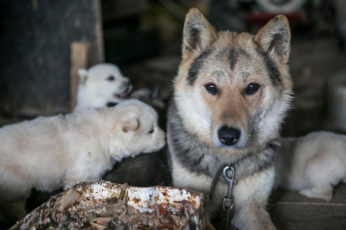 PhaedraXTeddy's tweet photo. @GemWanderlust A family of #Boknal victims https://t.co/xSegk2FSPG