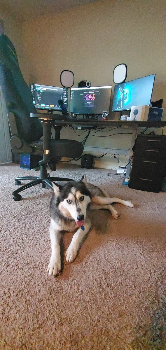 quorralyne's tweet photo. Welcome to my view lately. #HackerDog #FosterCai #AdoptDontShop #CyberPup https://t.co/eoIiepf7PN
