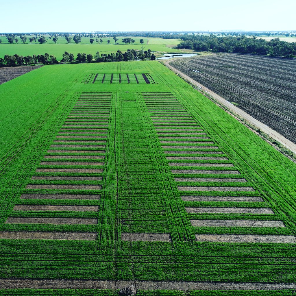 NSW_Soils_Unit's tweet photo. Improving #wheatyields in hostile soils...our 2020 trial is well underway to demonstrate the effectiveness of amelioration of poorly structured subsoils to enhance crop yield @GRDCNorth @SoilCRC @thegrdc @NSWDPI_Soils @GrahamCentre @EhsanTavakkoli @NSWDPI_AGRONOMY @nswdpi https://t.co/17j6Vv0otR
