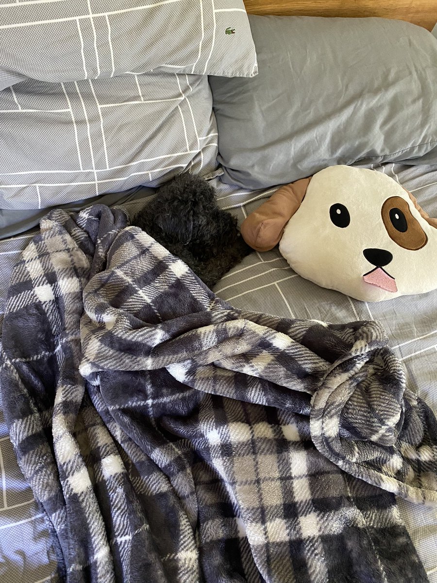 Anonywoof's tweet photo. Gigio was a good dog.
Helped during moments of anxiety and was very chill. 
Rest In Peace 
JULY 5, 2002 - July 27, 2020 https://t.co/gyCRCAW9DW
