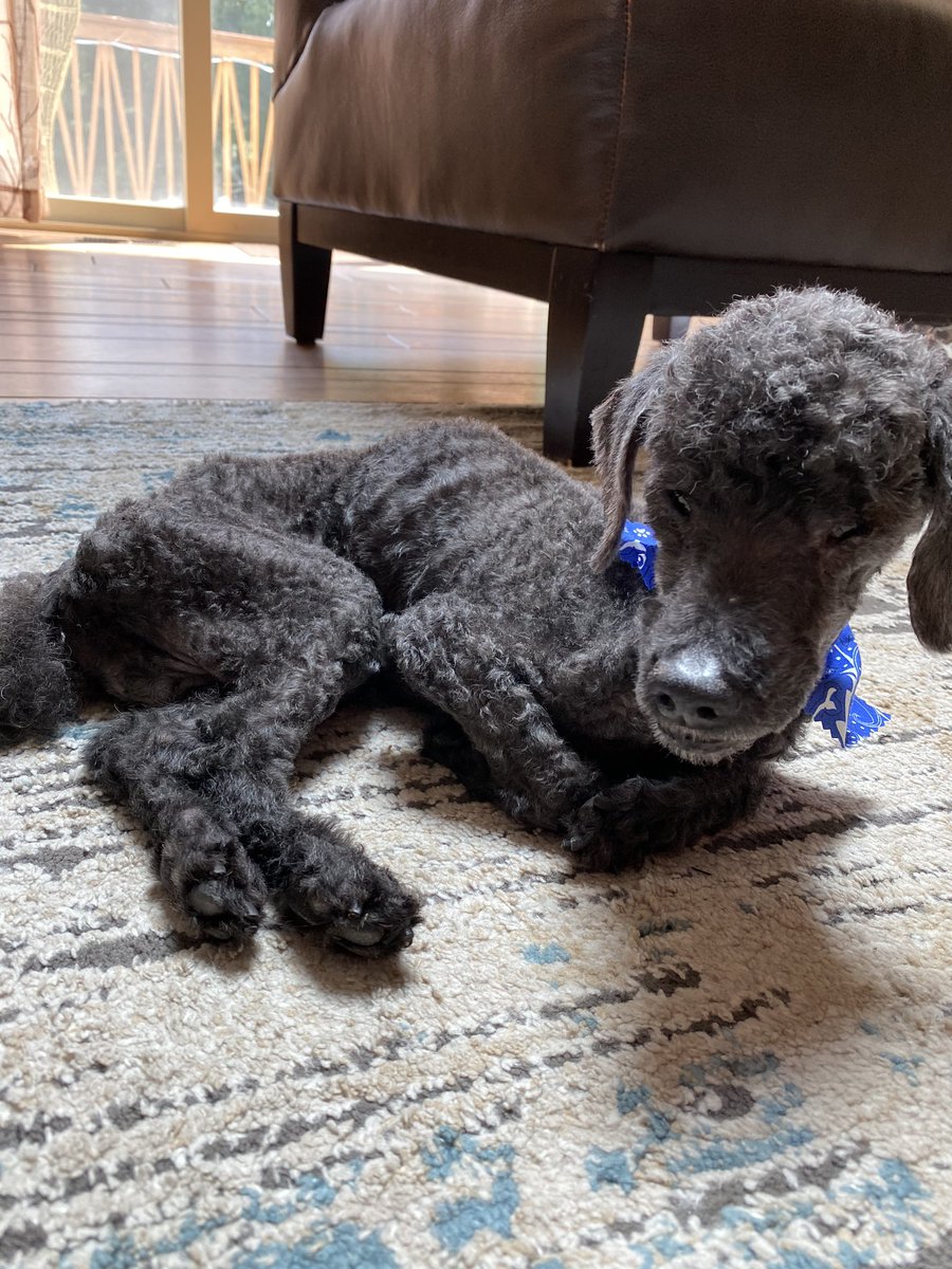 Anonywoof's tweet photo. Gigio was a good dog.
Helped during moments of anxiety and was very chill. 
Rest In Peace 
JULY 5, 2002 - July 27, 2020 https://t.co/gyCRCAW9DW