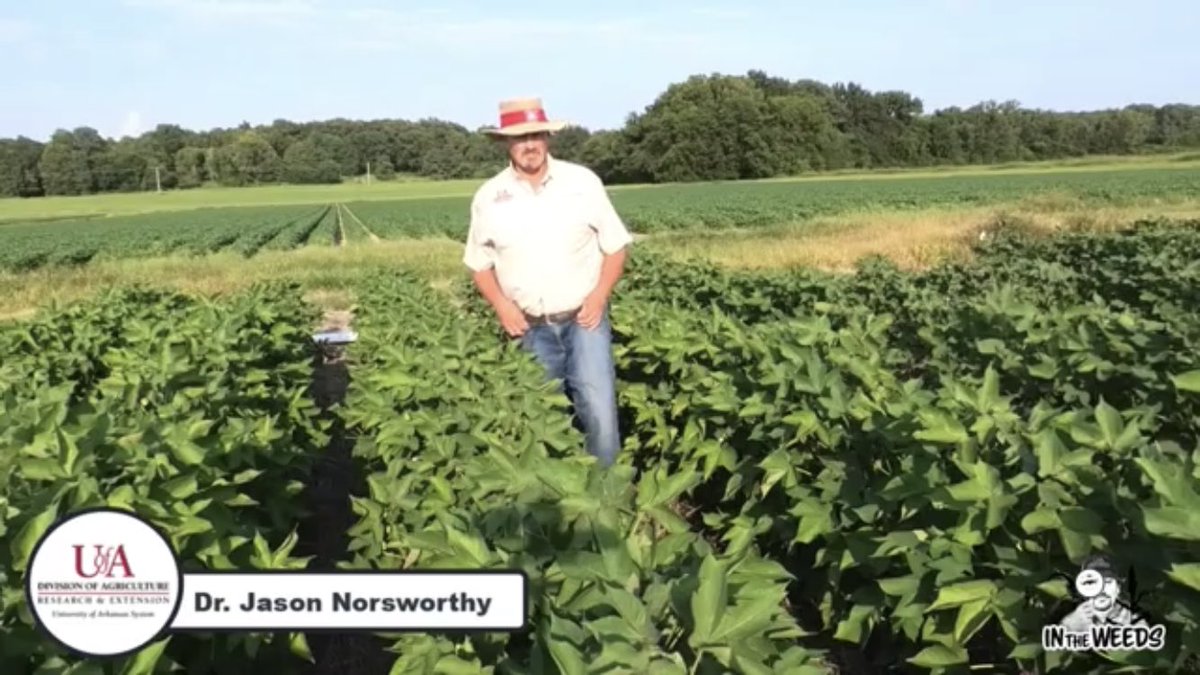 Episode #5 of “In the Weeds” focuses on research examining the long-term management of Palmer amaranth in cotton. Please subscribe to my channel and like this video. slkt.io/7FHC/4917968