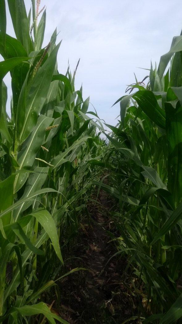 SpiigaSc's tweet photo. Vitrina de variedades. Evaluación de materiales comerciales de maíz blanco, para zona templada. 2345 msnm El Salitrillo, Epitacio Huerta, Mich. #MasAgro #LaAgriculturaSigue @HubBajio https://t.co/GhYMMMAcus