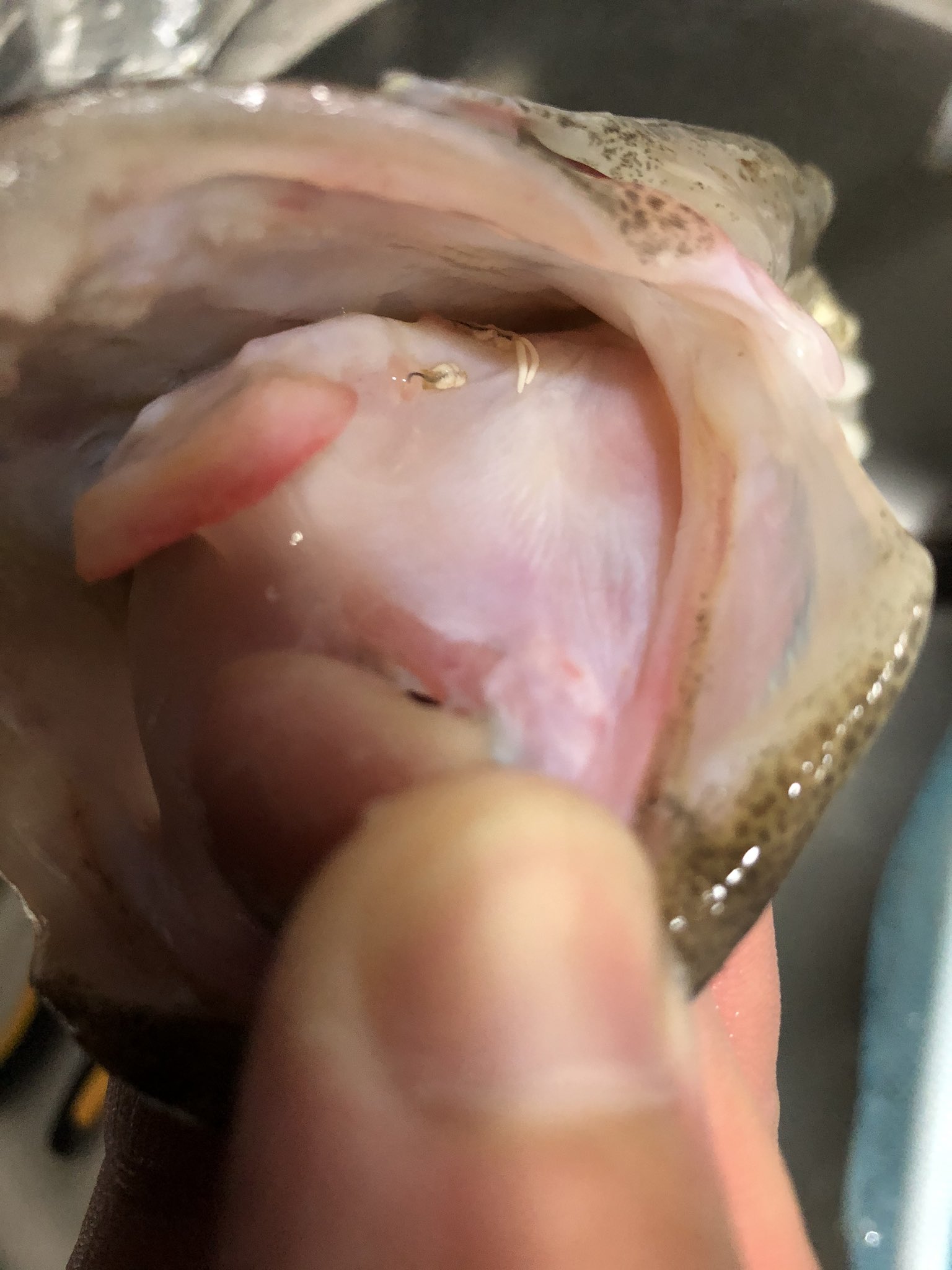 とし Fishing マゴチの口の中に よくいるコレ 何かわかるかたいらっしゃいませんか 教えてください 寄生中でしょうか 仙南サーフ T Co Bvudymfewd Twitter