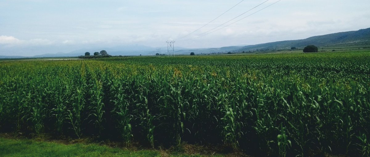 SpiigaSc's tweet photo. Vitrina de variedades. Evaluación de materiales comerciales de maíz blanco, para zona templada. 2345 msnm El Salitrillo, Epitacio Huerta, Mich. #MasAgro #LaAgriculturaSigue @HubBajio https://t.co/GhYMMMAcus