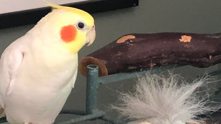 Lost Bird alert in SEBASTOPOL, CA. Lost Yellow/White Cockatiel on 7/25, white &amp; yellow feathers with orange cheeks. Any info call 707-529-2171 or go 2 lostmydoggie.com/details.cfm?pe…