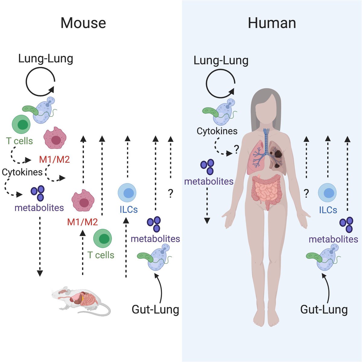 KentWillisMD's tweet photo. #figuredesign in progress. #amwriting #research #gutlungaxis #microbiome https://t.co/yV5LmJEkPf