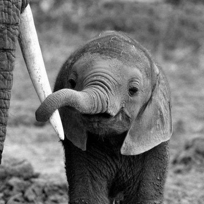 Anf!  Kak tolong bilangin orang-orang ya,  jangan suka ambil gading orangtua aku. Nanti aku gabisa gandengan dan jadi gapunya orangtua 🐘