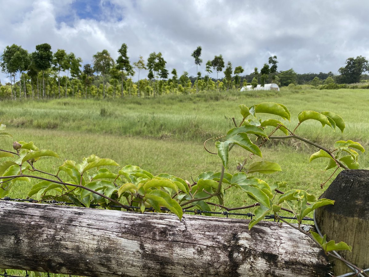 Morning meander... #hike #farming #passionfruit