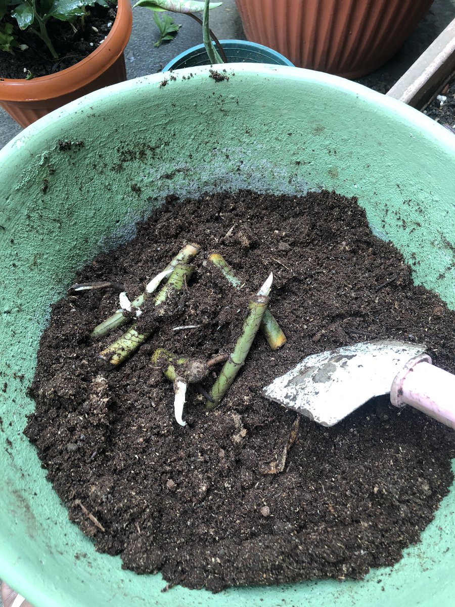 mjanerobles's tweet photo. Nkklk! So i was about to use this pot that was used to plant the dragon tails in pero ayun nga namatay (or so we thought). But as i was prepping the soil to plant my newly arrived alocasia, lo and behold i found these!! Yeyy #dragontails resurrect haha💚 https://t.co/tecJxjuPL4