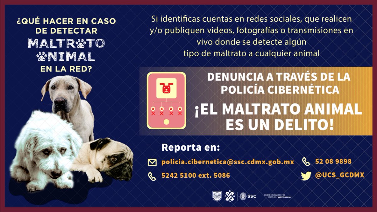 Si detectas en la red videos, fotografías o transmisiones en vivo donde exista algún tipo de maltrato animal, comunícate 👇
☎️ 52-42-51-00 o 52-08-98-98
📧policia.cibernetica@ssc.cdmx.gob.mx