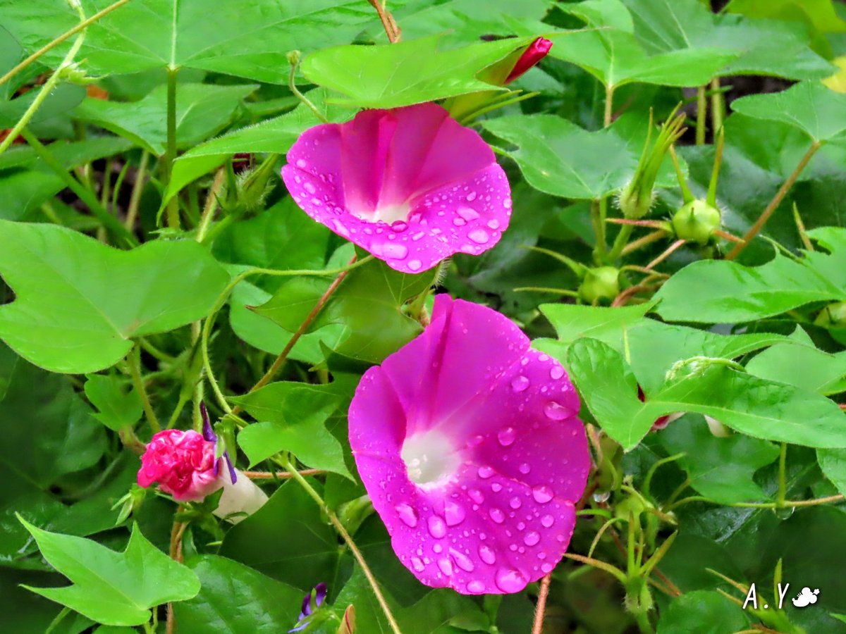 yumeasutw's tweet photo. 今日もシトシト雨降りの♨️蒸す火曜日の朝🌧️
只今の気温🌡️25℃
本日の最高気温🌡️27℃前後
雨時々曇り☔/☁️
日中は雨がやむ時も有りそうですが、傘が手離せない一日となりそうです。
#グラジオラス
#アサガオ
#花 #flower
#キジバト #雉鳩 Turtle Dove
#野鳥 #bird
#a2020 #a0728 #a202007
#a2020075 https://t.co/bkHehdT2zc