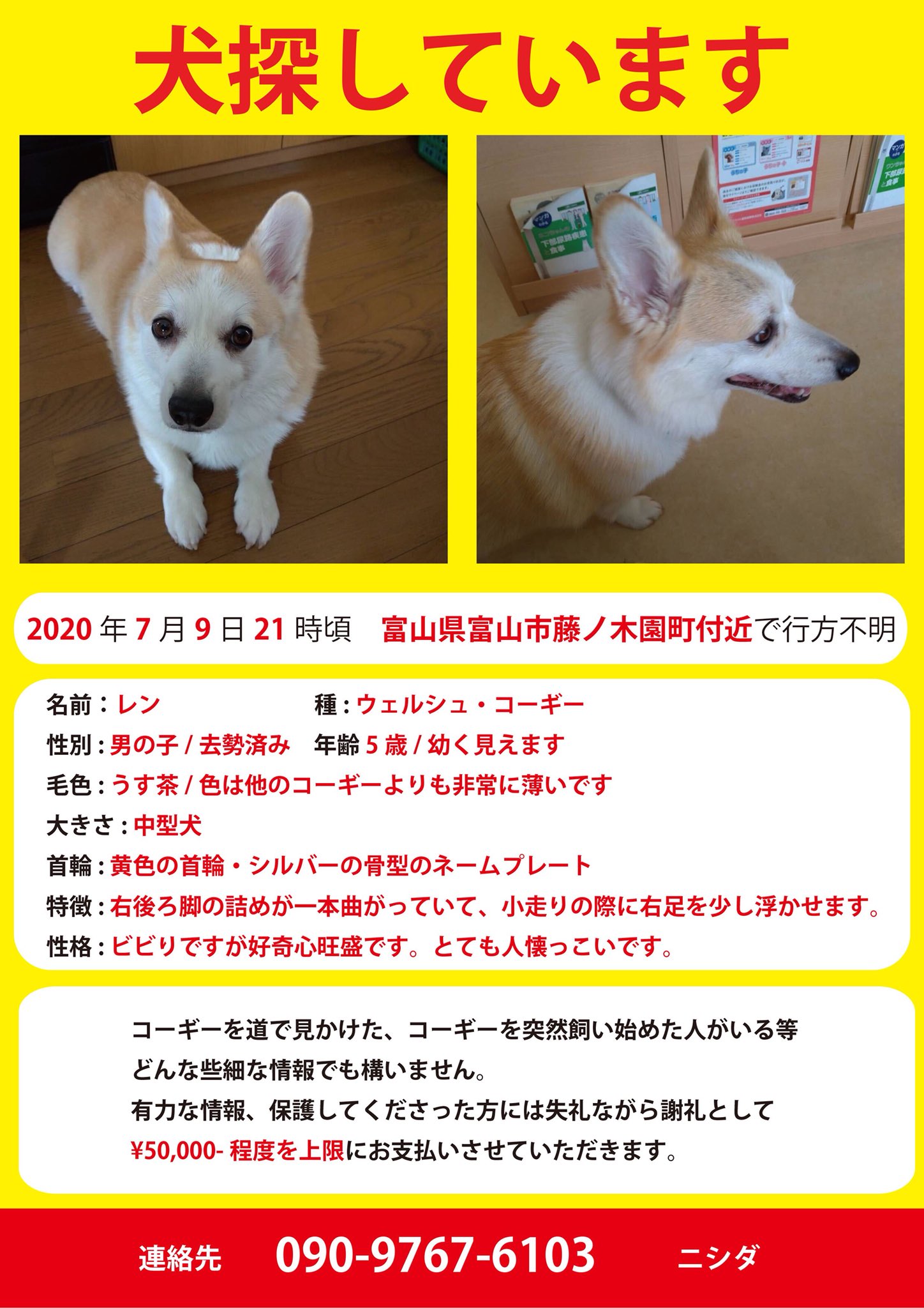 コーギー探してます 富山県 車で保護されている可能性が高く 行方不明になった場所から離れているかもしれません 富山にお住まいの皆様方 飼い主様がおられましても 散歩している コーギーをお見かけしたらご連絡ください どうか宜しくお願い申し上げ