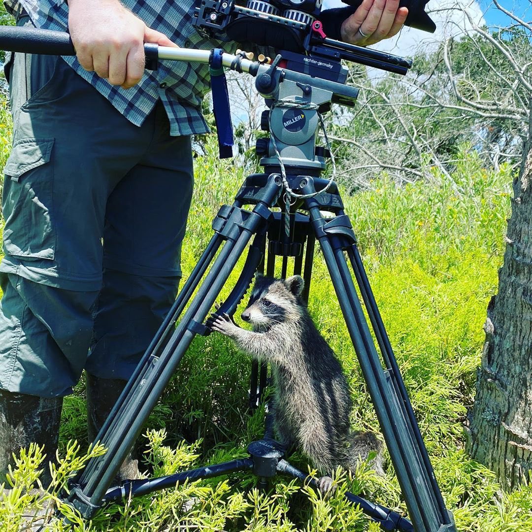 millertripods's tweet photo. โThank goodness @miller_tripods includes a handle for my assistant to hold on to...โ
๐ธ: @LunaSeaFilms
Photo credit: Jeannie Paddison
#millertripods #wildlifefilm #wildlifecameraman #wildlifecameraoperator #DP #setlife #documentary #Raccoon #georgia #brunswick #filmmaker https://t.co/6pJ61uksKH