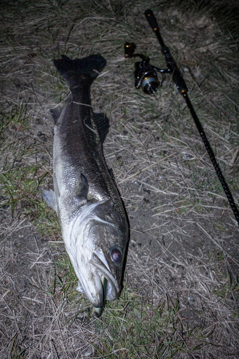 r53_onigiriman's tweet photo. 急にしっかり行き飽きて最近全く行ってないけど釣れる自信しかないから行まだ行かない https://t.co/q4dh5sTxP5