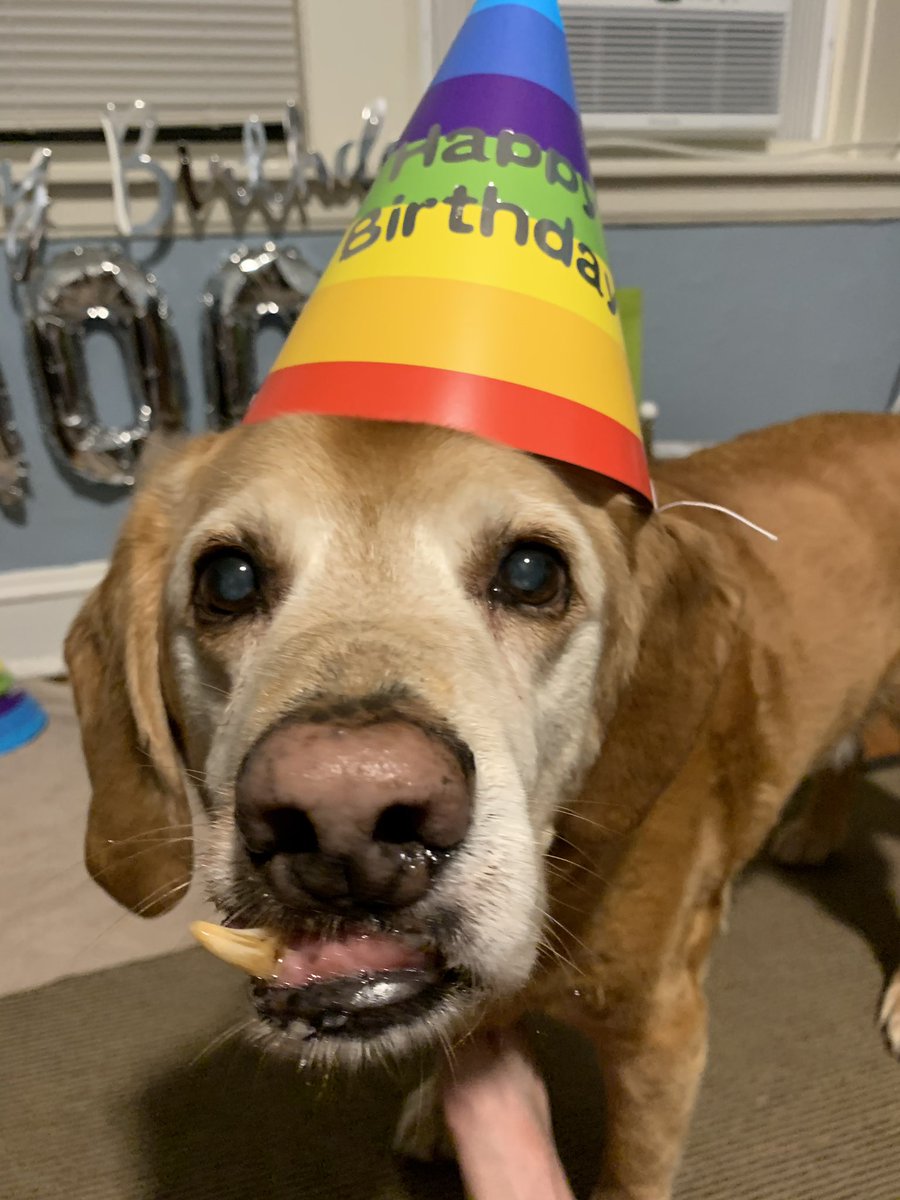 G_JeffreyC's tweet photo. My boy Mason Moosen turned 14 today!⁣ He’s the nicest dog I’ve ever known. I wish we could have another 14 years together! ⁣
⁣
⁣IG: @snooteroo 

#olddog #seniordog #happybirthday #labhoundmix #boop #boopsplease @dog_rates @BuzzFeed @boopmynose @humorandanimals @AnimalLeague https://t.co/0nwjxqU9Ko