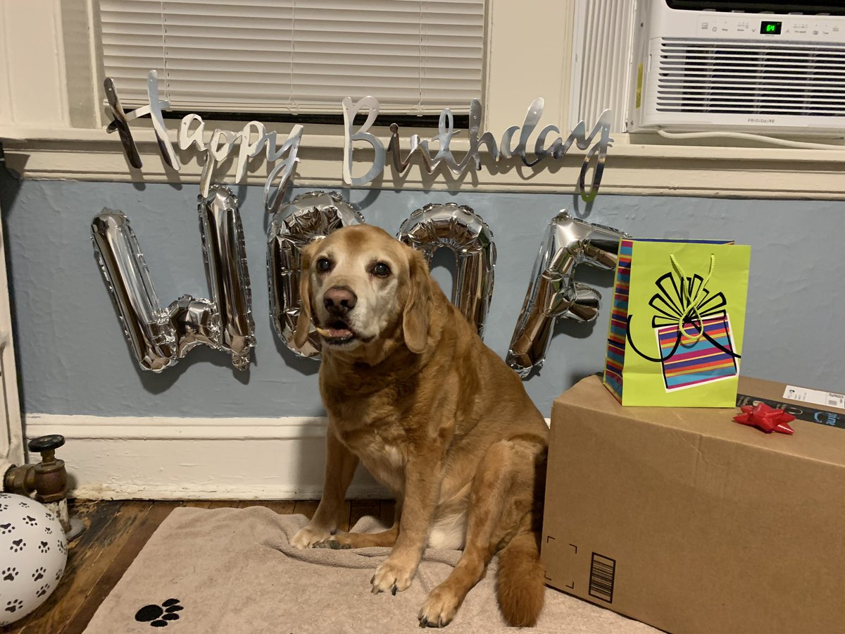 G_JeffreyC's tweet photo. My boy Mason Moosen turned 14 today!⁣ He’s the nicest dog I’ve ever known. I wish we could have another 14 years together! ⁣
⁣
⁣IG: @snooteroo 

#olddog #seniordog #happybirthday #labhoundmix #boop #boopsplease @dog_rates @BuzzFeed @boopmynose @humorandanimals @AnimalLeague https://t.co/0nwjxqU9Ko
