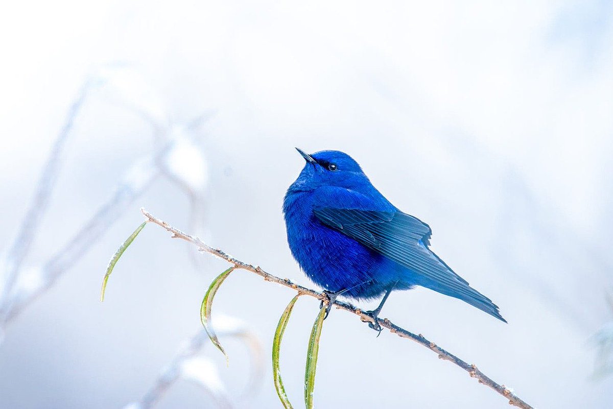 綾瀬ひより 青い鳥かわいい って 調べたら マウンテン ブルーバード 和名 ムジルリツグミ と言うらしい W