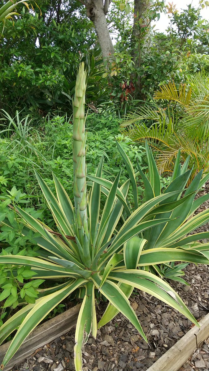 フォレストアドベンチャー 恩納 リュウゼツラン アガベ 花を咲かせる準備してる 数十年に一度 長ぁ い花茎を伸ばして花を咲かせます リュウゼツランの実はテキーラの原料になるらしいですよ リュウゼツラン アガベ テキーラの原料