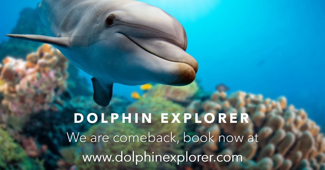 dexplorerpark's tweet photo. Today is a fantastic day in paradise¡ |Book online and receive 25% Off!  at https://t.co/lE9BFXD2x1

#DolphinExplorer
#PuntaCana
#DominicanRepublic
#Dolphin https://t.co/vivJA1TCPL
