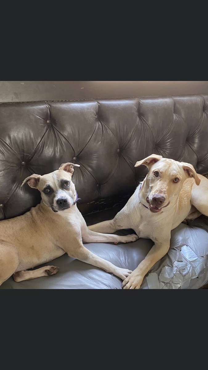 TakePawsRescue's tweet photo. Love the friendships that are formed at the CafΓ© π π π
πΎ #StrayCafe #TakePaws
#Rescuedogs #Nola #louisiana #fosteringsaveslives #adoptdontshop #dogfriends https://t.co/GcrRxKVHk2