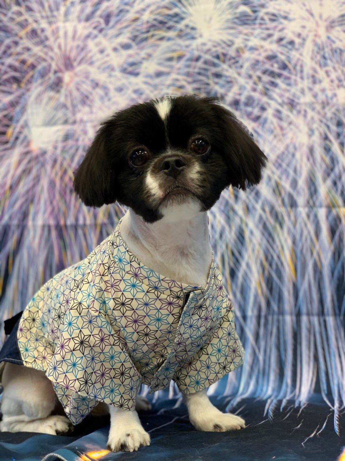 Perrito11 狆 ペキニーズのきり丸くん 元気いっぱいな男の子 今回はおひげもカットして 幼くとっても可愛くなりました 夏に向けてサッパリしたね 狆 ペキニーズ 狆ペキ トリミング おひげカット T Co P7svnudddx Twitter