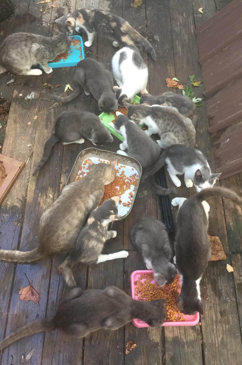 CatAidFund's tweet image. 31 cats in Fredericktown, #Missouri need to be fixed so that they do not continue to overpopulate!  This colony started with 4 strays, 2 years ago.  Unchecked, there will be 200 in a few more years.  Please help!

poundpals.org/spayneuterassi…

#TNR #Spayed #Feral @CatAidFund