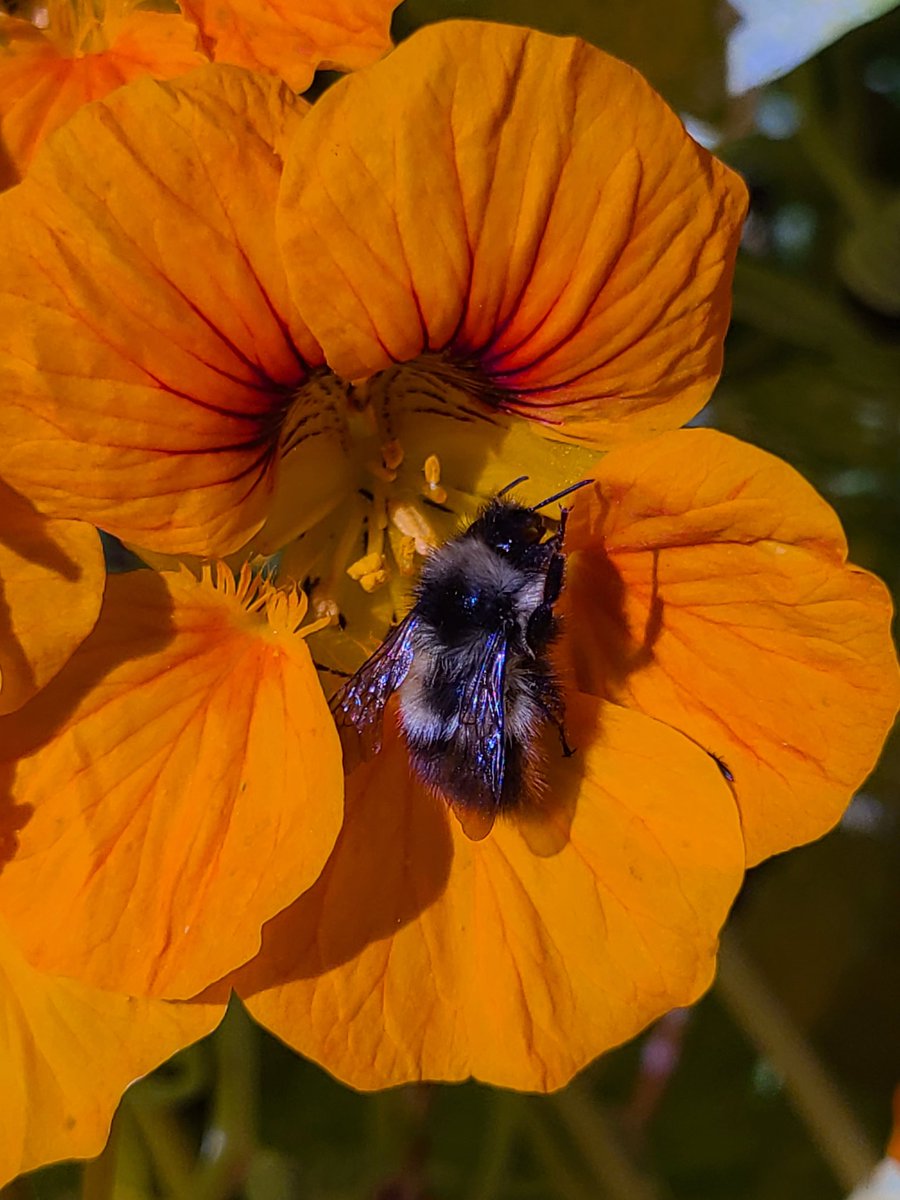 POPKenai's tweet photo. Native, unmanaged pollinators - mainly bees - contribute $3 billion to the value of crops in the U.S.! 🐝 https://t.co/AssL1JmCQ8