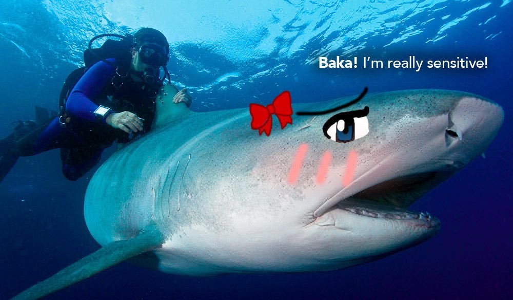 Cursed shark images: a thread