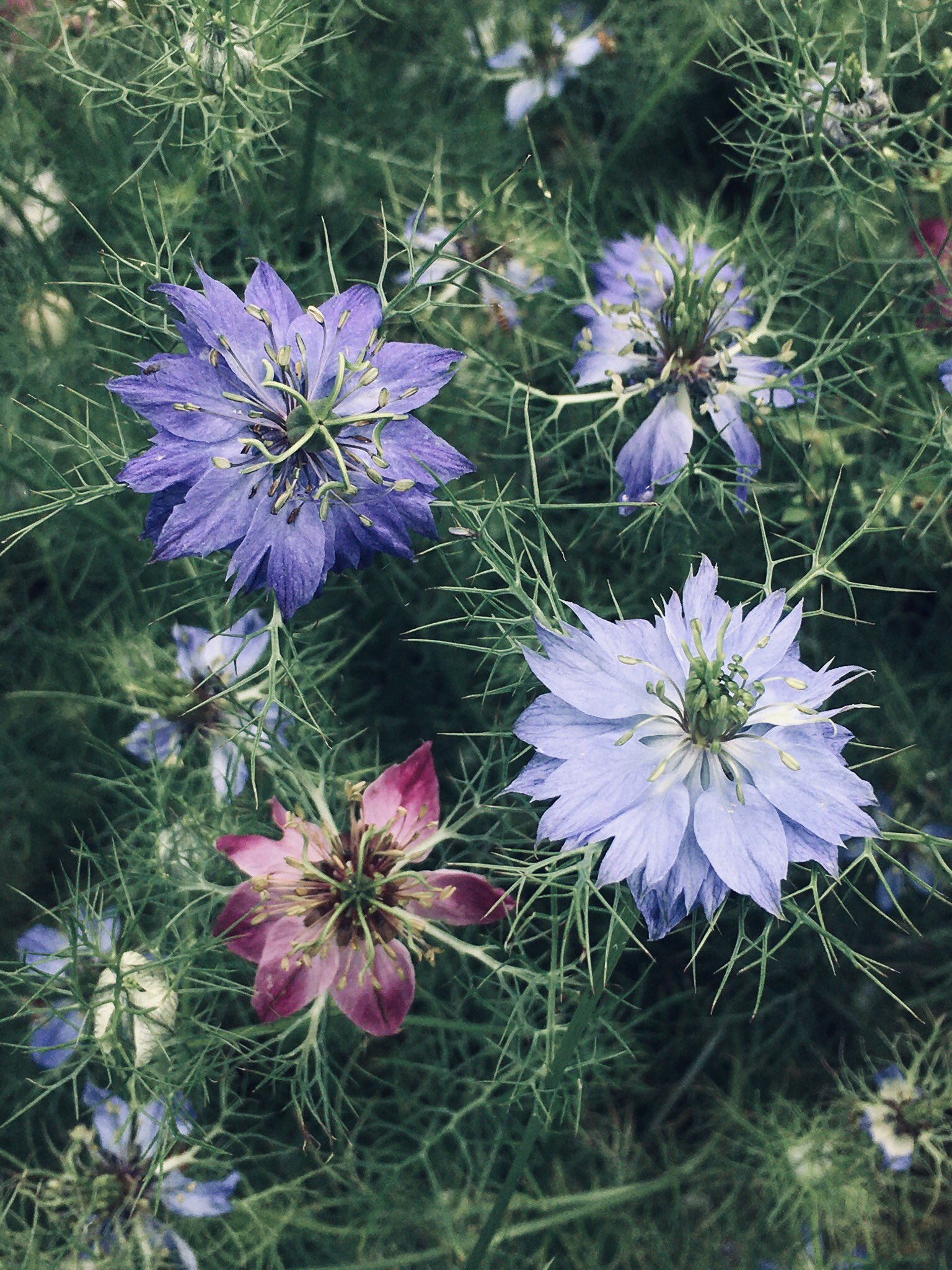こみくママ様 ニゲラ ペルシャンジュエル キンポウゲ科クロタネソウ属 白 青 紫 ピンク 赤紫色 色採り採りのニゲラは去年植えた 花の種子が溢れ落ちた物です 自然に増えた花が 力强く咲いてくれました T Co Ch3wmdzdvf Twitter