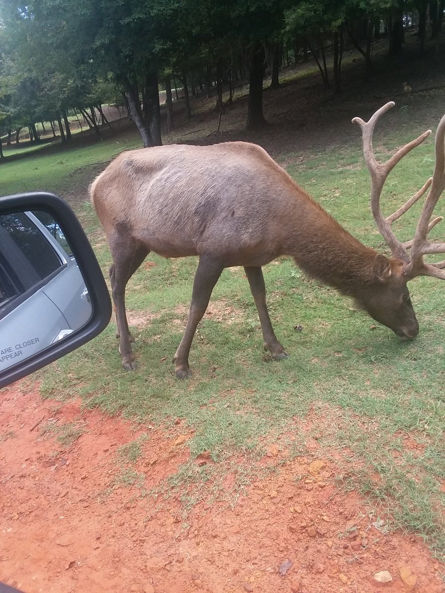MaryMbpowell's tweet photo. We had so much fun at the Cherokee Trace safari in Rusk Tx.  What an amazing place. https://t.co/Ilz6fDOX1t