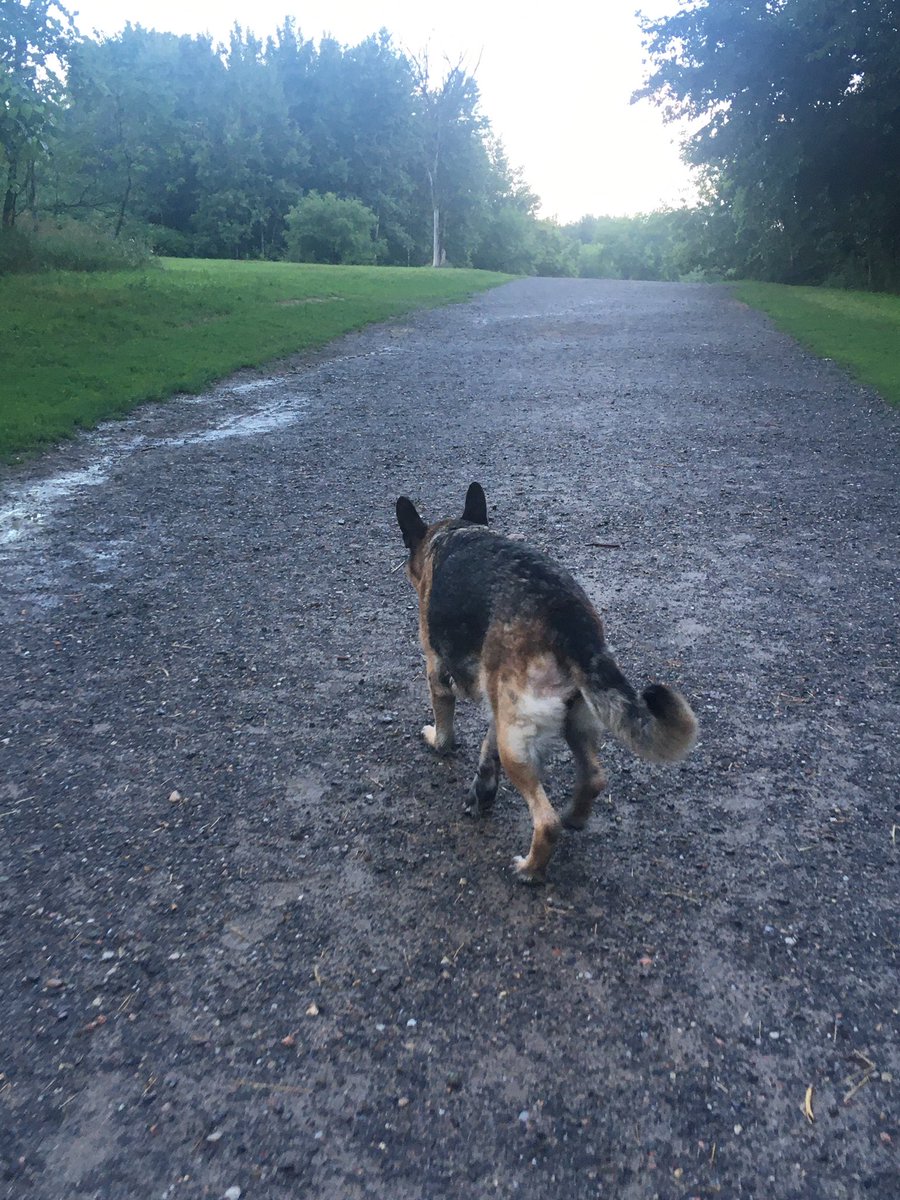 toadssworld's tweet photo. Doggy adventures https://t.co/6mBb9sxS6S