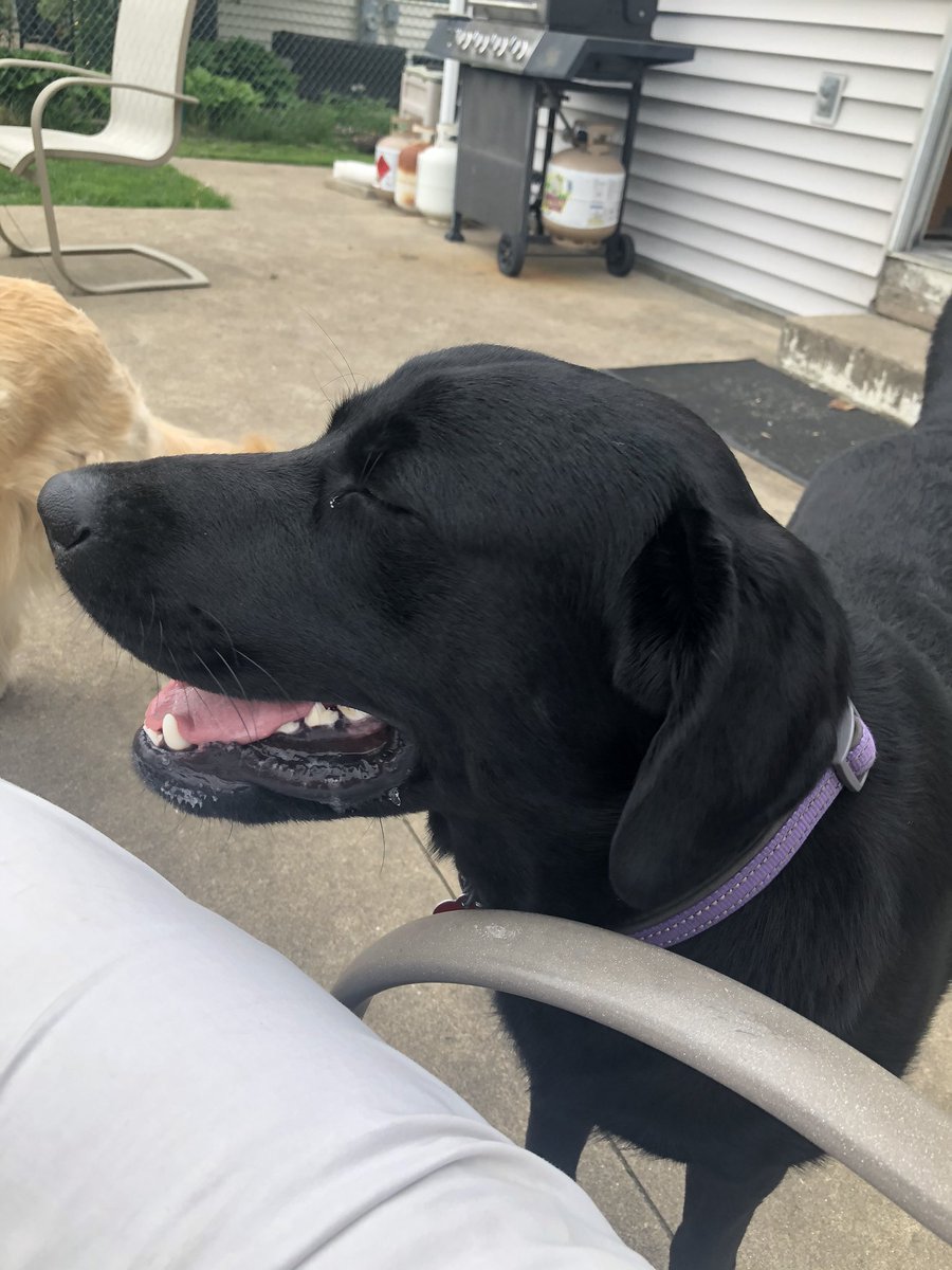 PastorWarren14's tweet photo. Mondays are for the dogs 🐕  #LeadUsBack #Return2TheLord #MondayMotivation #mondaythoughts #dogsoftwitter #MondayMood #mondayinspiration https://t.co/PTIfe2Rkve https://t.co/L93N6Gf7Ii