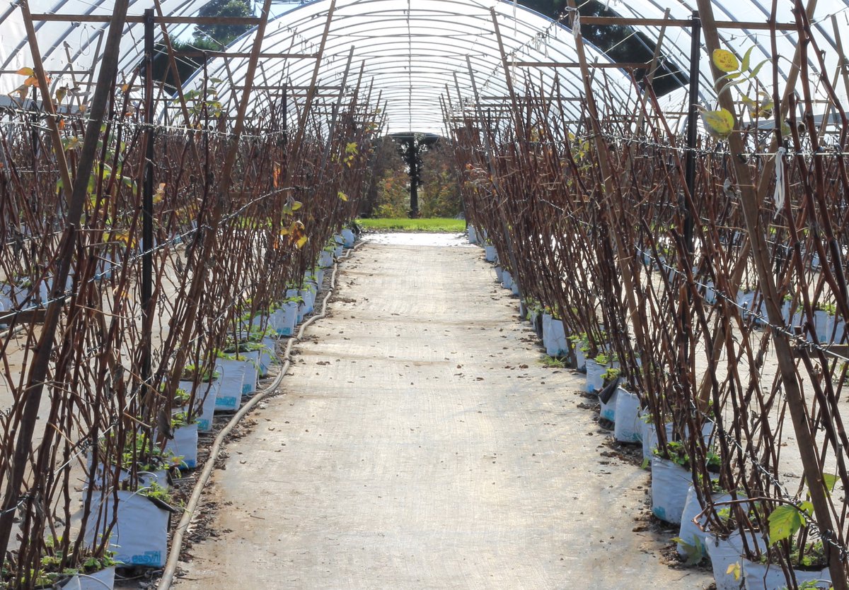 FreshNZBerries's tweet photo. It might be the middle of winter, but our teams are still busy out on the orchard! Our raspberry and kiwifruit plants are in the middle of being pruned, so all their energy can now be stored until Spring when the new shoots and fruit will start to develop. https://t.co/ucDeYhIpP9