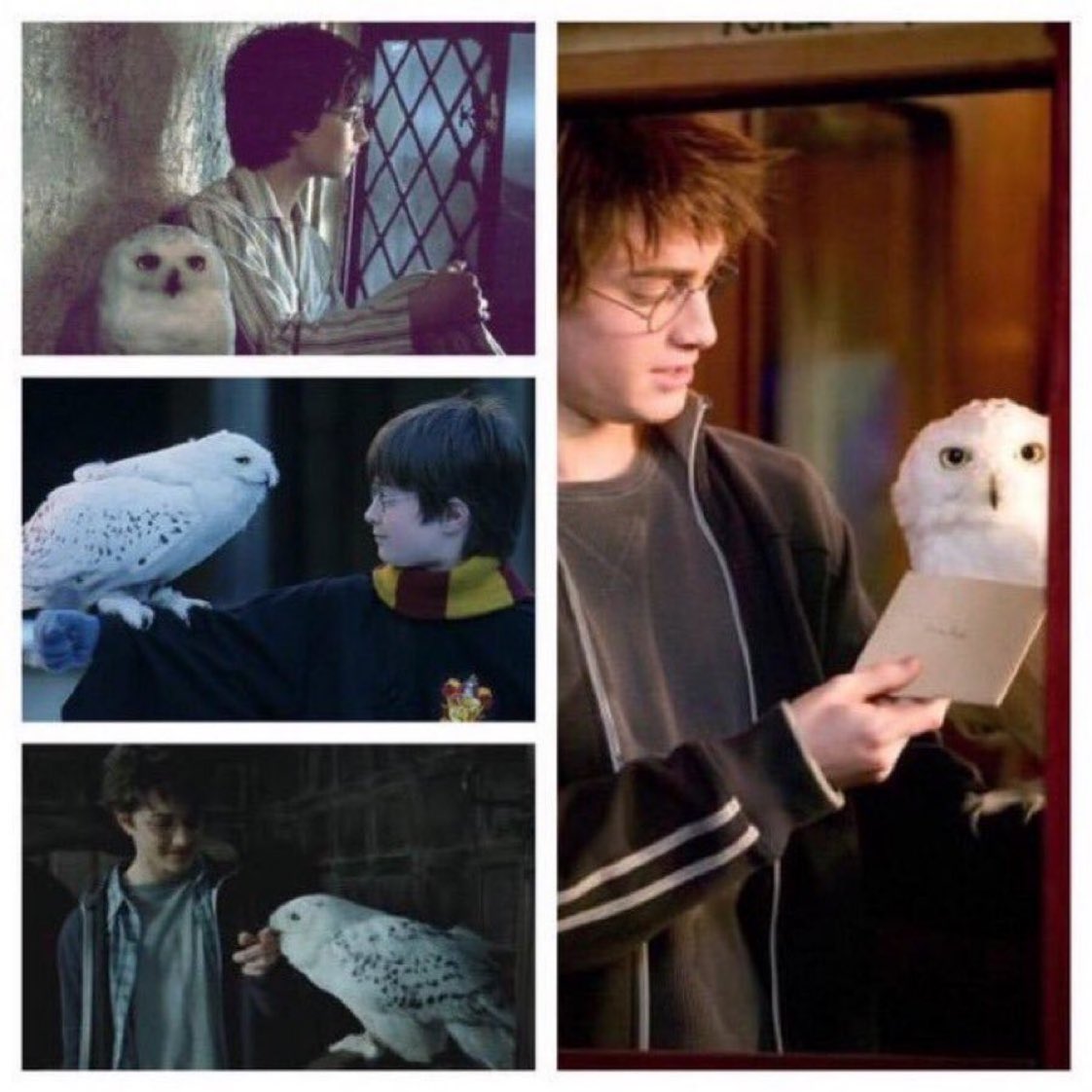 HPotterUniverse's tweet photo. Harry and Hedwig through the years.
#RIPHedwig https://t.co/aN86VglW7w