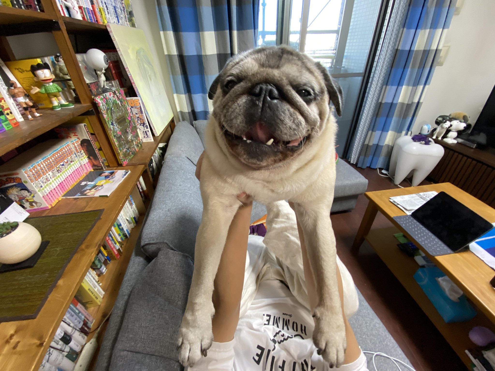松嶋初音 Xǝunsʇɐɥ Auf Twitter 我が家の犬 背中にできものがあり肥満性脂肪腫で癌かもとなっていて細胞検査中だったのですが結果が出て肥満性脂肪腫の可能性はかなり低いことがわかりました 良かったー 抗炎症剤で治るといいなー 松嶋初音 Xǝunsʇɐɥ Auf Twitter 我が家の犬 背中にできものがあり肥満性脂肪腫で癌かもとなっていて細胞検査中だったのですが結果が出て肥満性脂肪腫の可能性はかなり低いことがわかりました 良かったー 抗炎症剤で治るといいなー