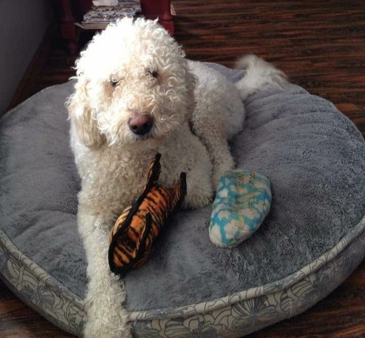 DocBrock00's tweet photo. Wow... saying goodbye is the hardest thing to do.... especially when I didn't get to see him at the end. 
My little buddy is now having fun and taking all the socks where he is now, I know he is happy and no longer in pain, but the pain of missing you will be with me for a while https://t.co/Q4r8BxWGDH