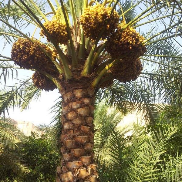 Mhmh1377's tweet photo. #صورة_ملف_شخصي_جديدة https://t.co/Y4Drx1RV3l